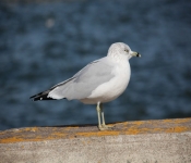 2013 10 12 DuluthWildLife  036